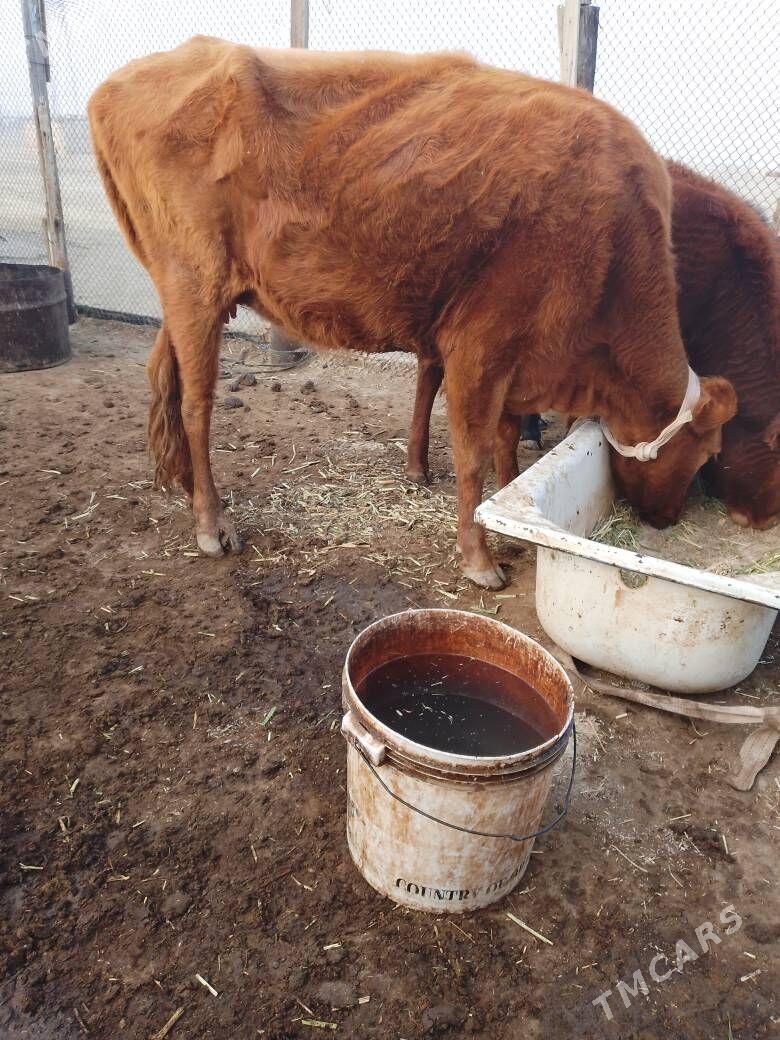 goleli sygyr - Берекет - img 2