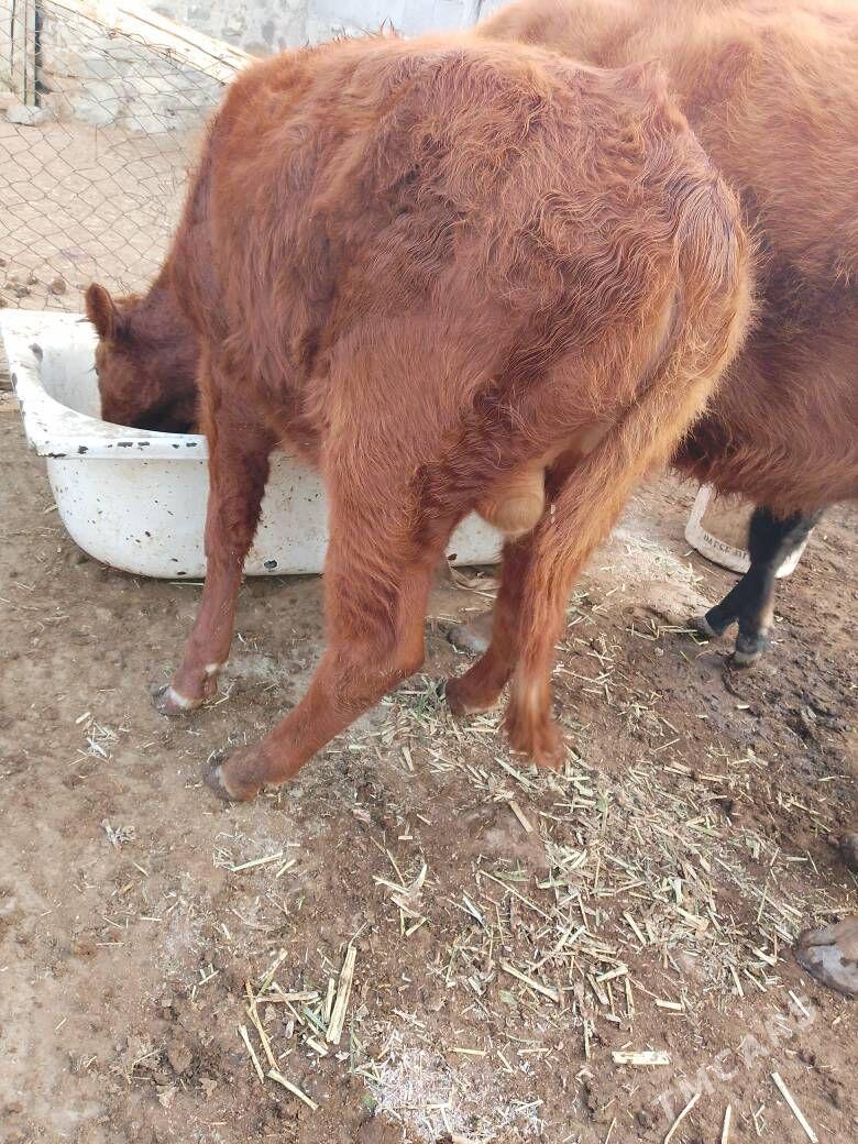 goleli sygyr - Берекет - img 1