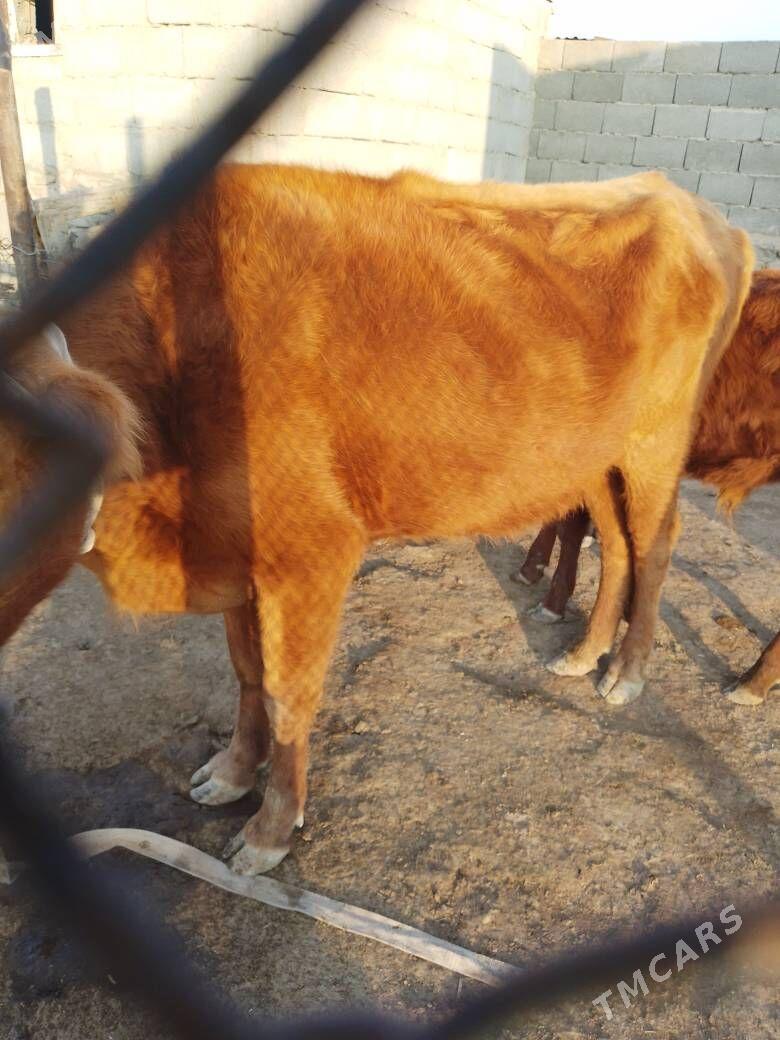 goleli sygyr - Берекет - img 5