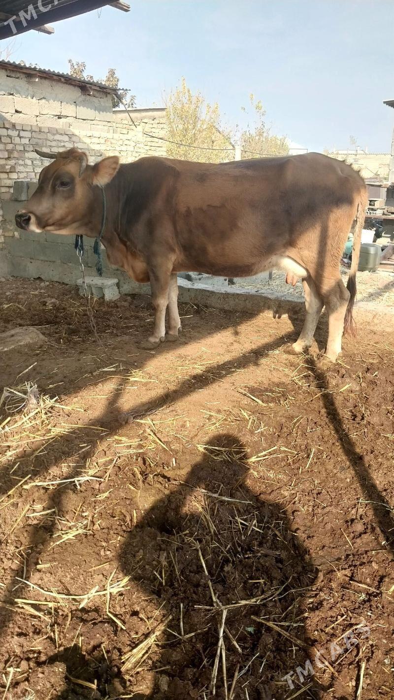 sygyr - Gökdepe - img 1