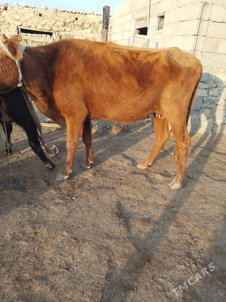 goleli sygyr - Берекет - img 6