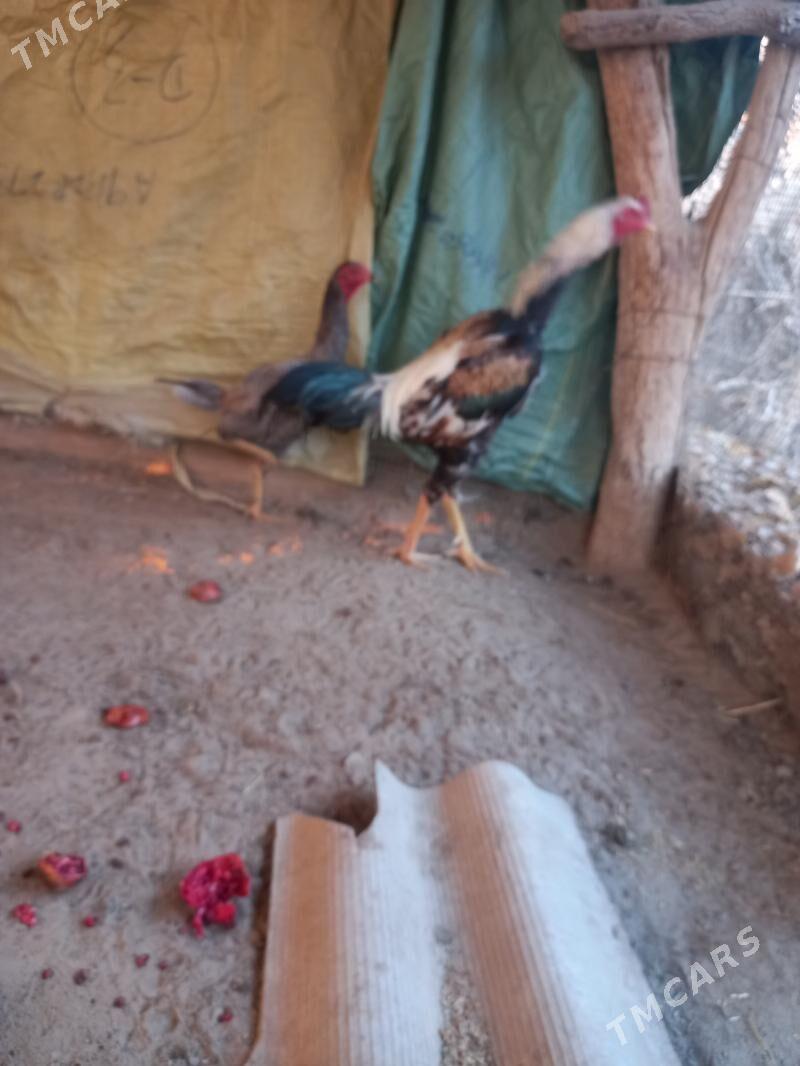 Bayes horazz - Sakar - img 1