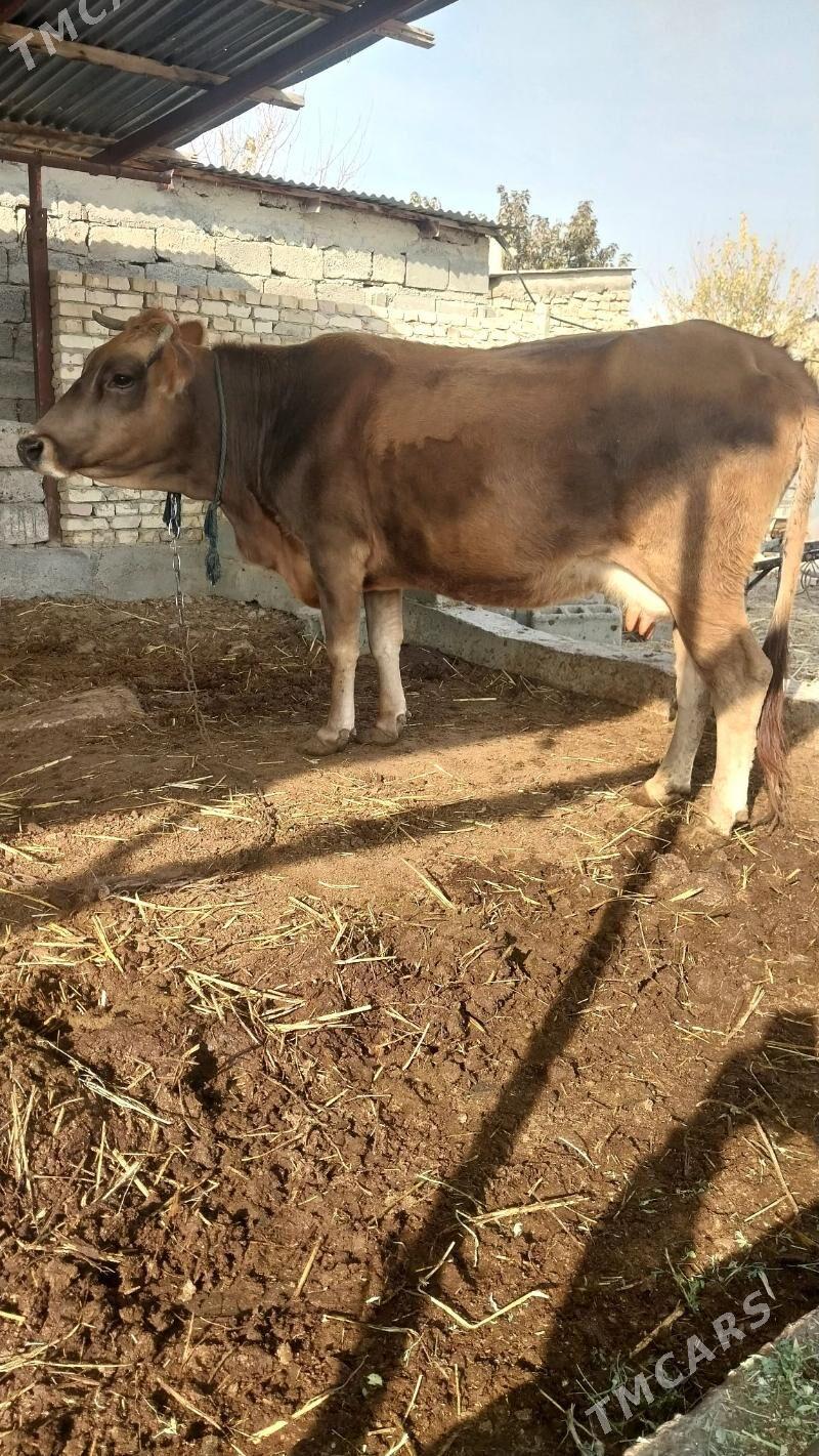 sygyr - Гёкдепе - img 2