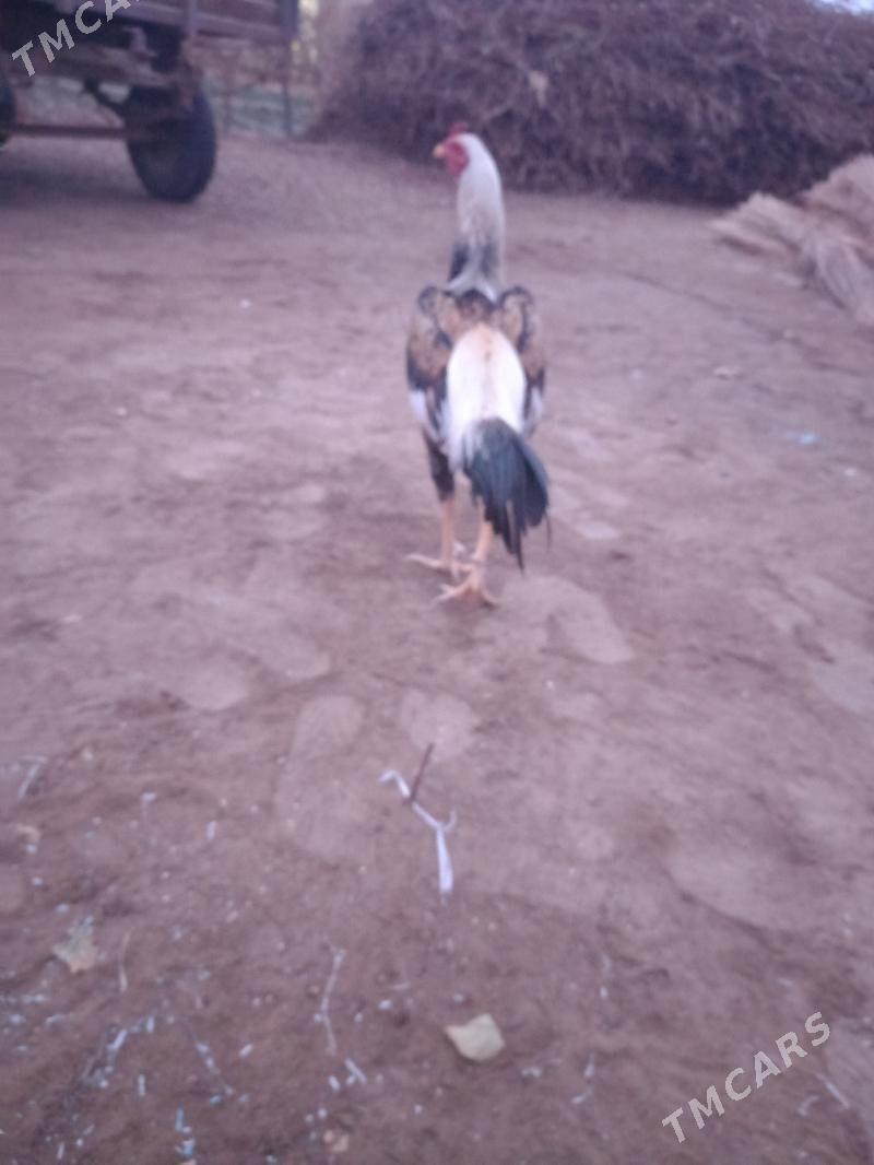 Bayes horazz - Sakar - img 5