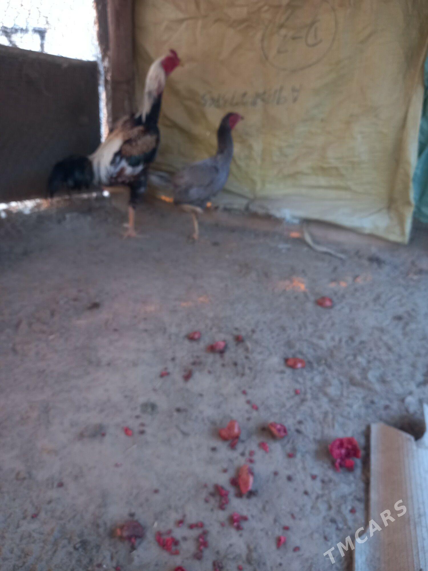 Bayes horazz - Sakar - img 2