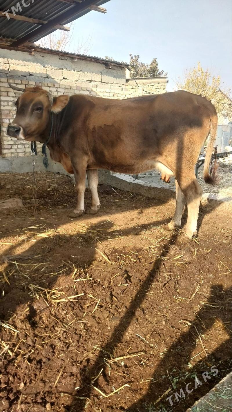 sygyr - Гёкдепе - img 3