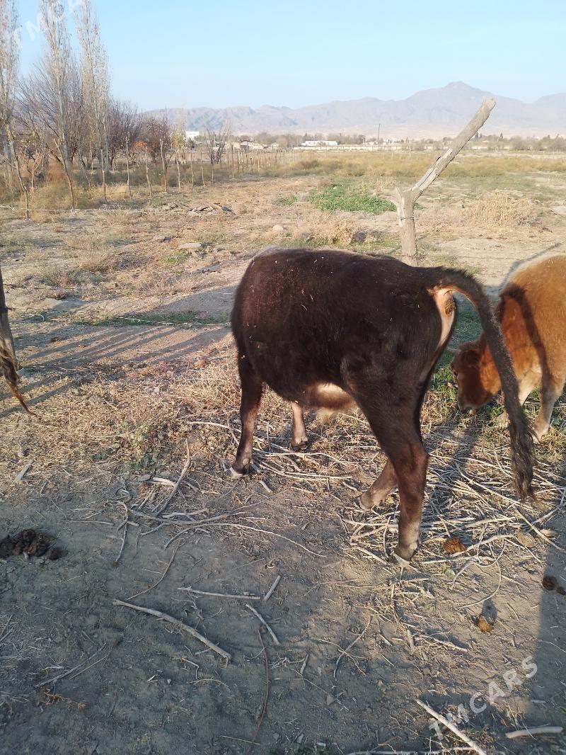 öküz - Махтумкули - img 7