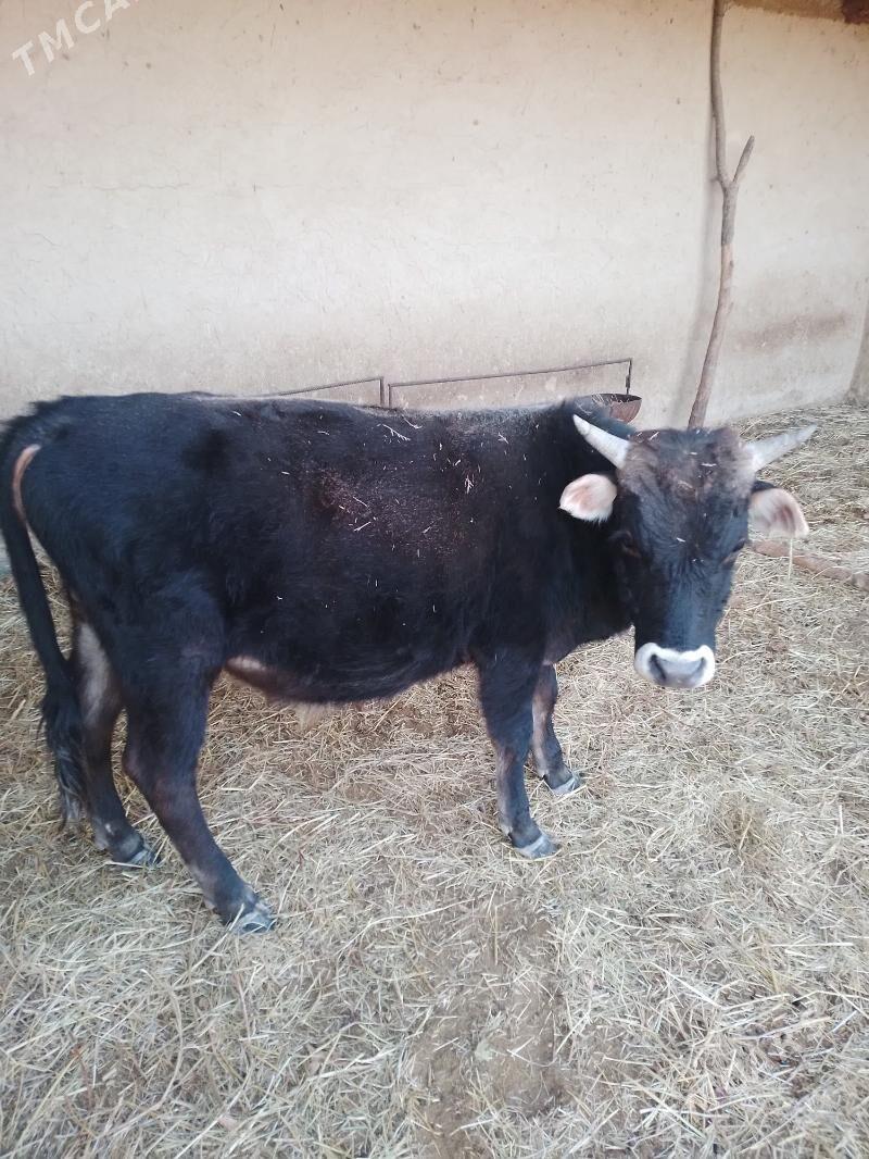 öküz - Махтумкули - img 1