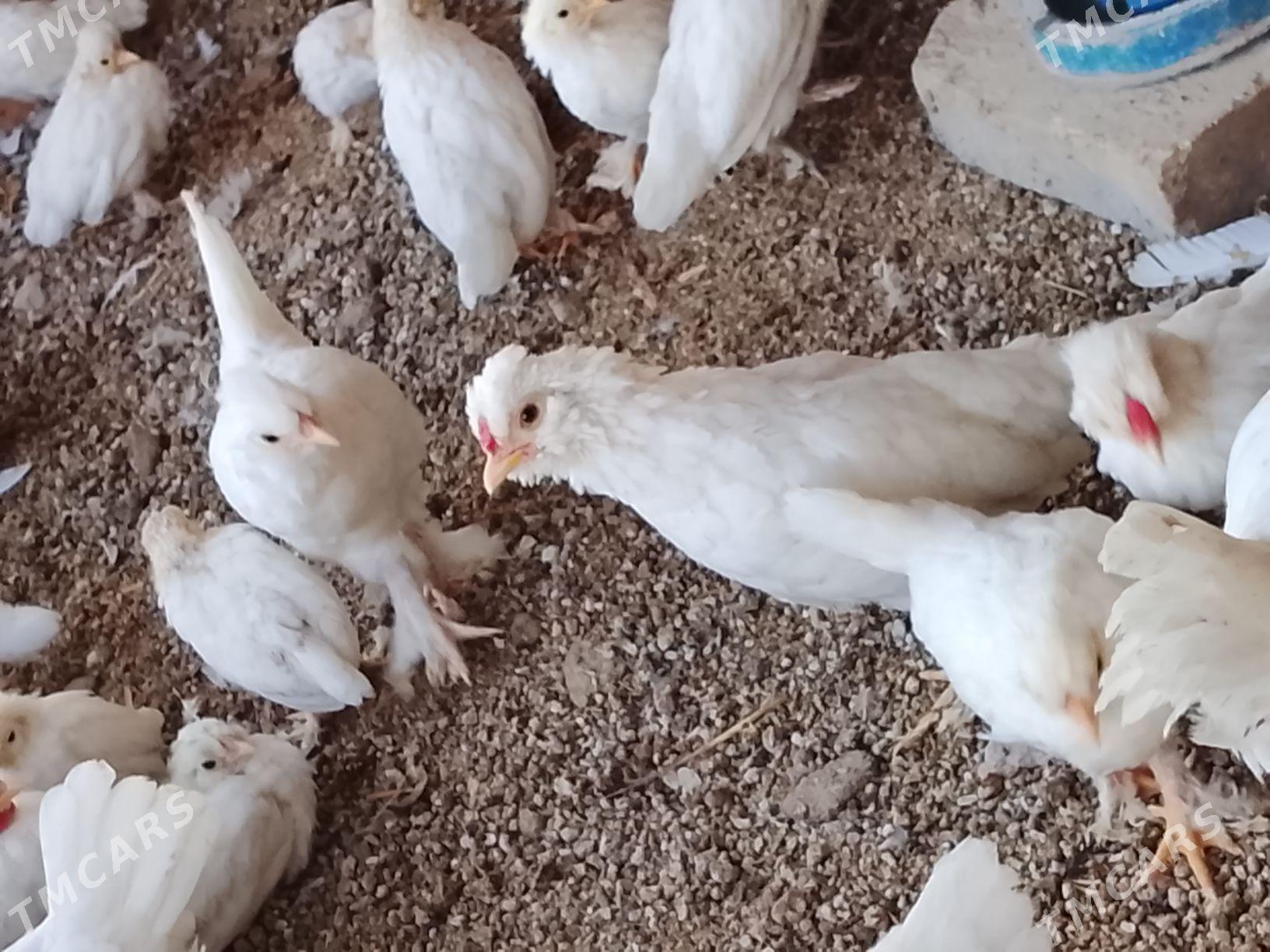 karlık juyje - Чарджоу - img 2