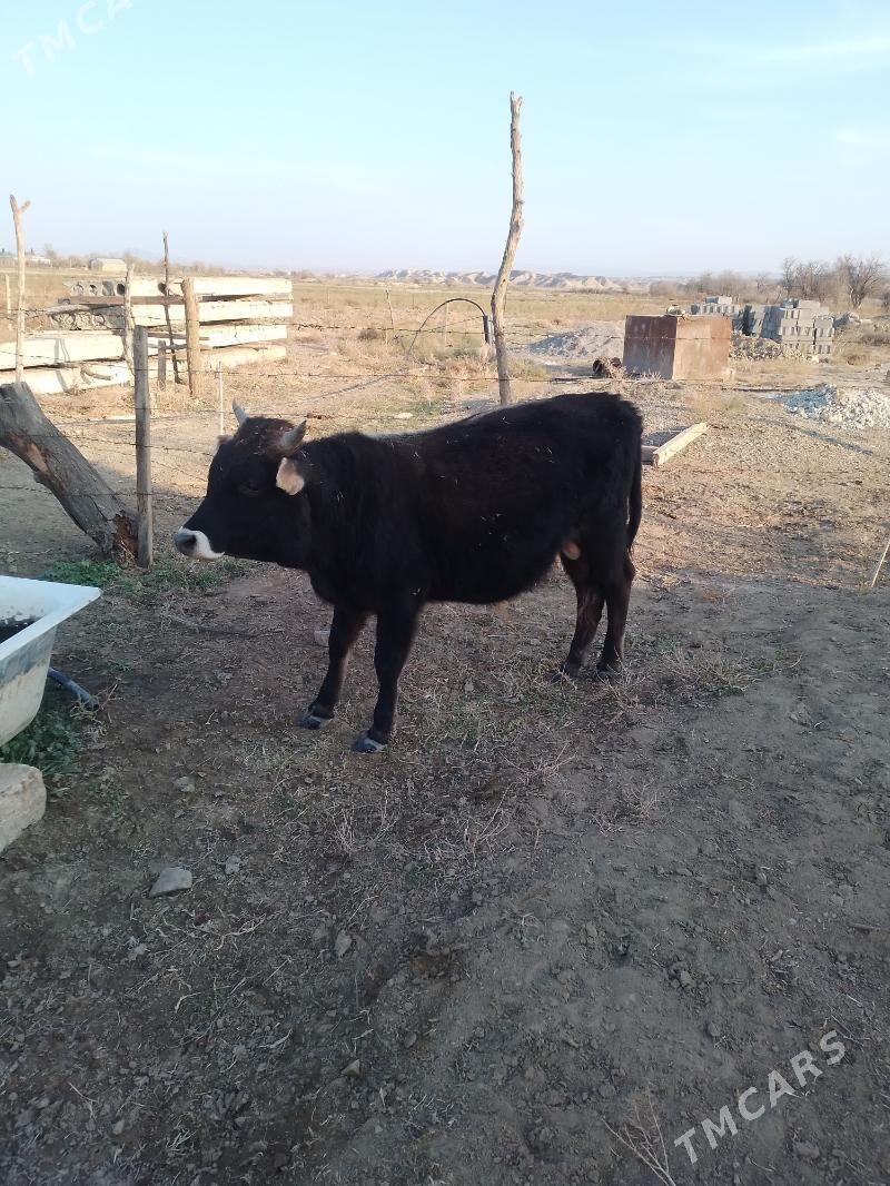 öküz - Махтумкули - img 8