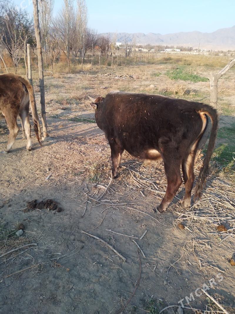 öküz - Махтумкули - img 6