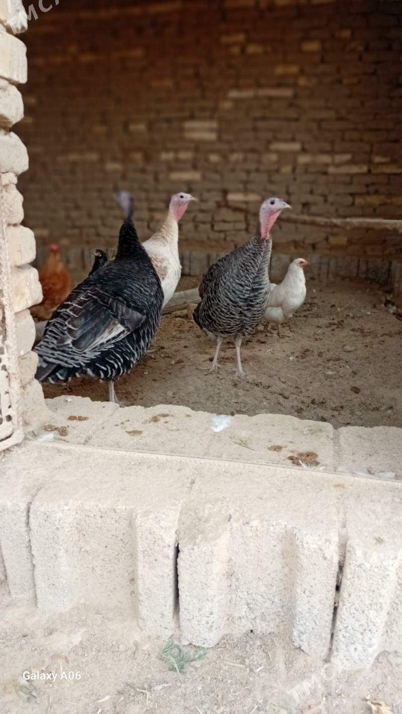 induklar - Мургап - img 1