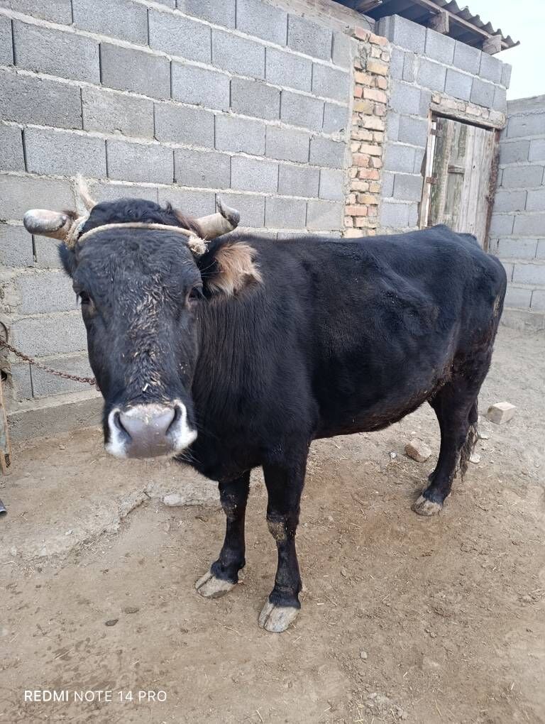 Sygyr - Гызыларбат - img 3