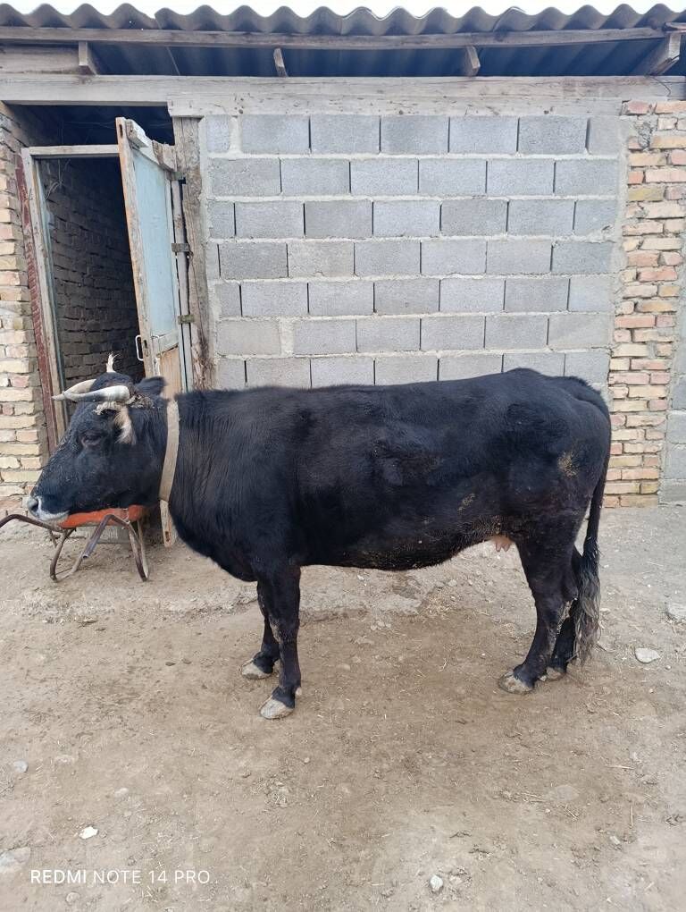 Sygyr - Гызыларбат - img 2