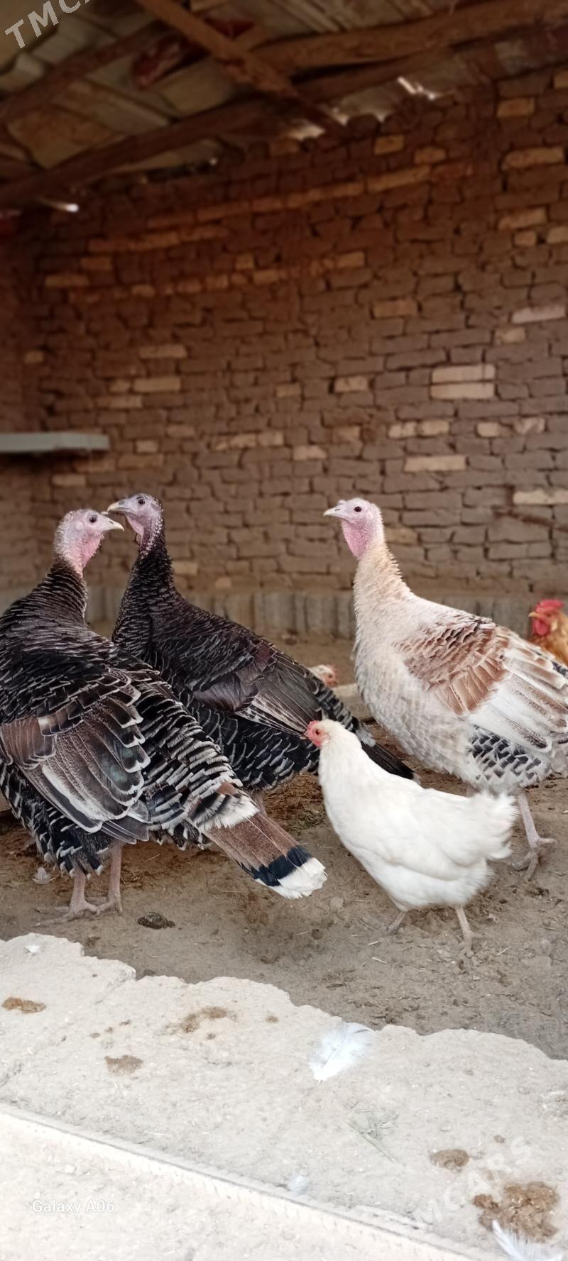 induklar - Мургап - img 2