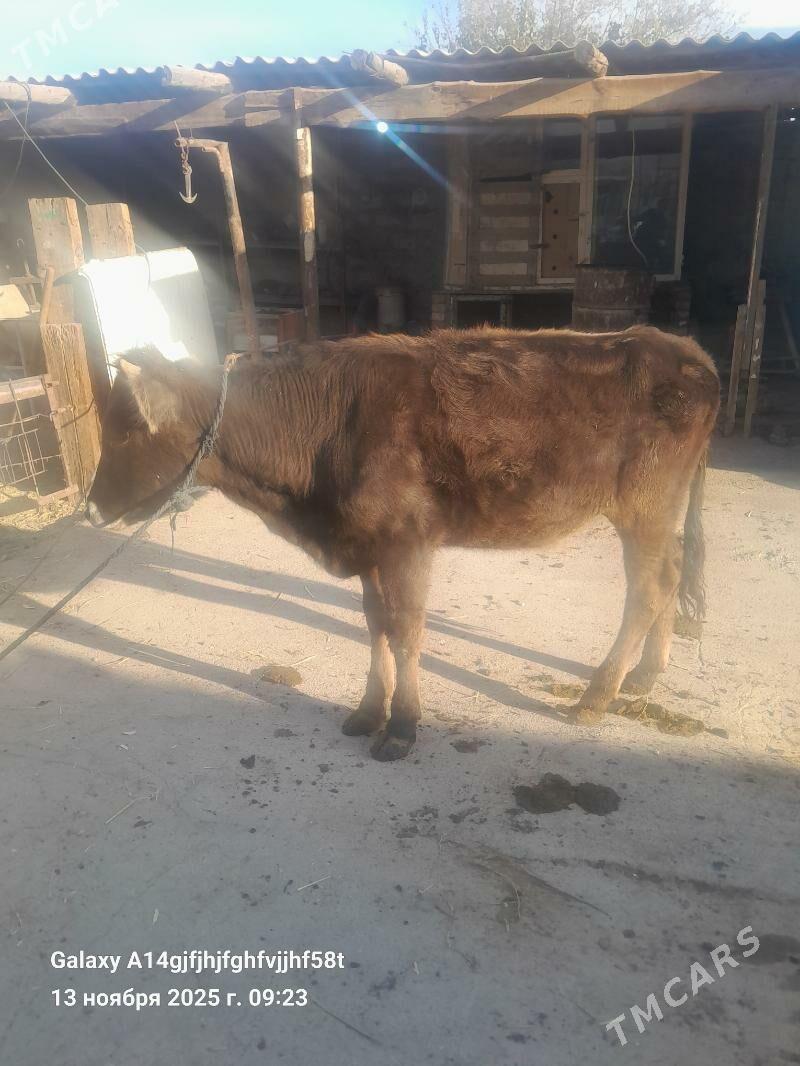 tuwe - Aşgabat - img 3