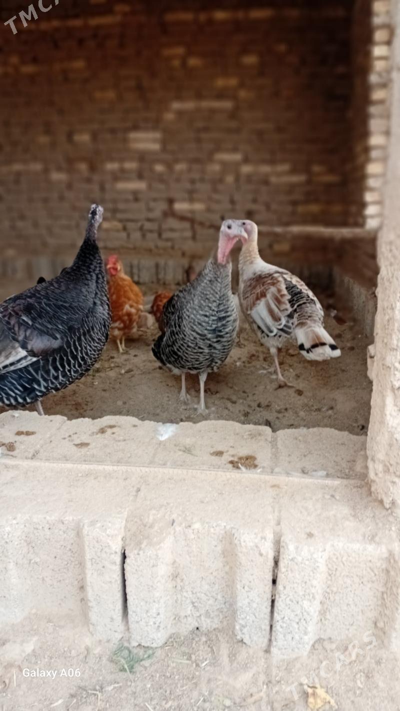 induklar - Мургап - img 3