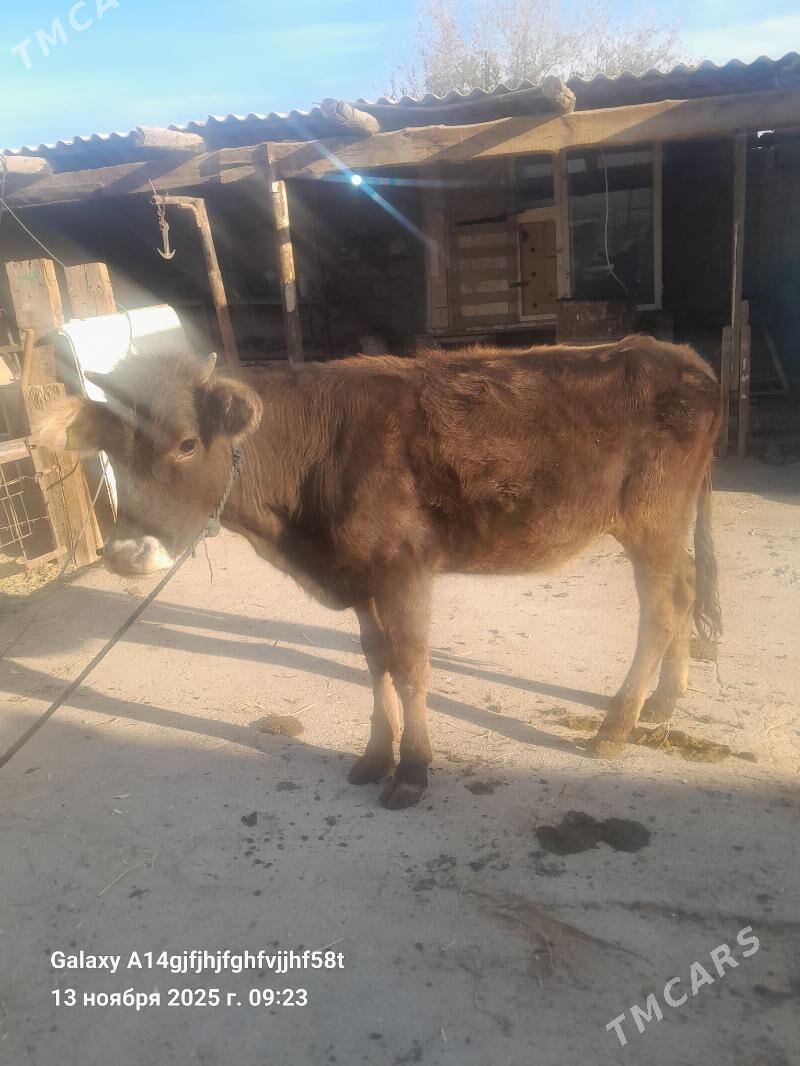 tuwe - Aşgabat - img 2