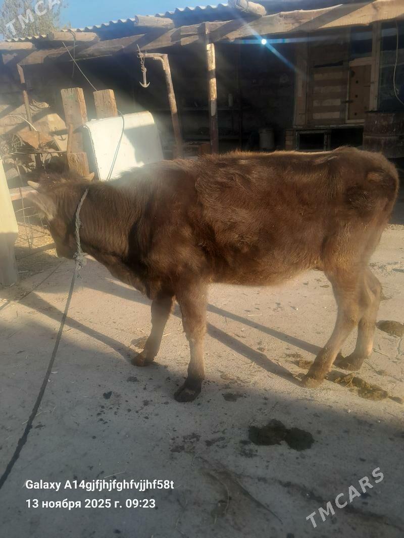 tuwe - Aşgabat - img 1