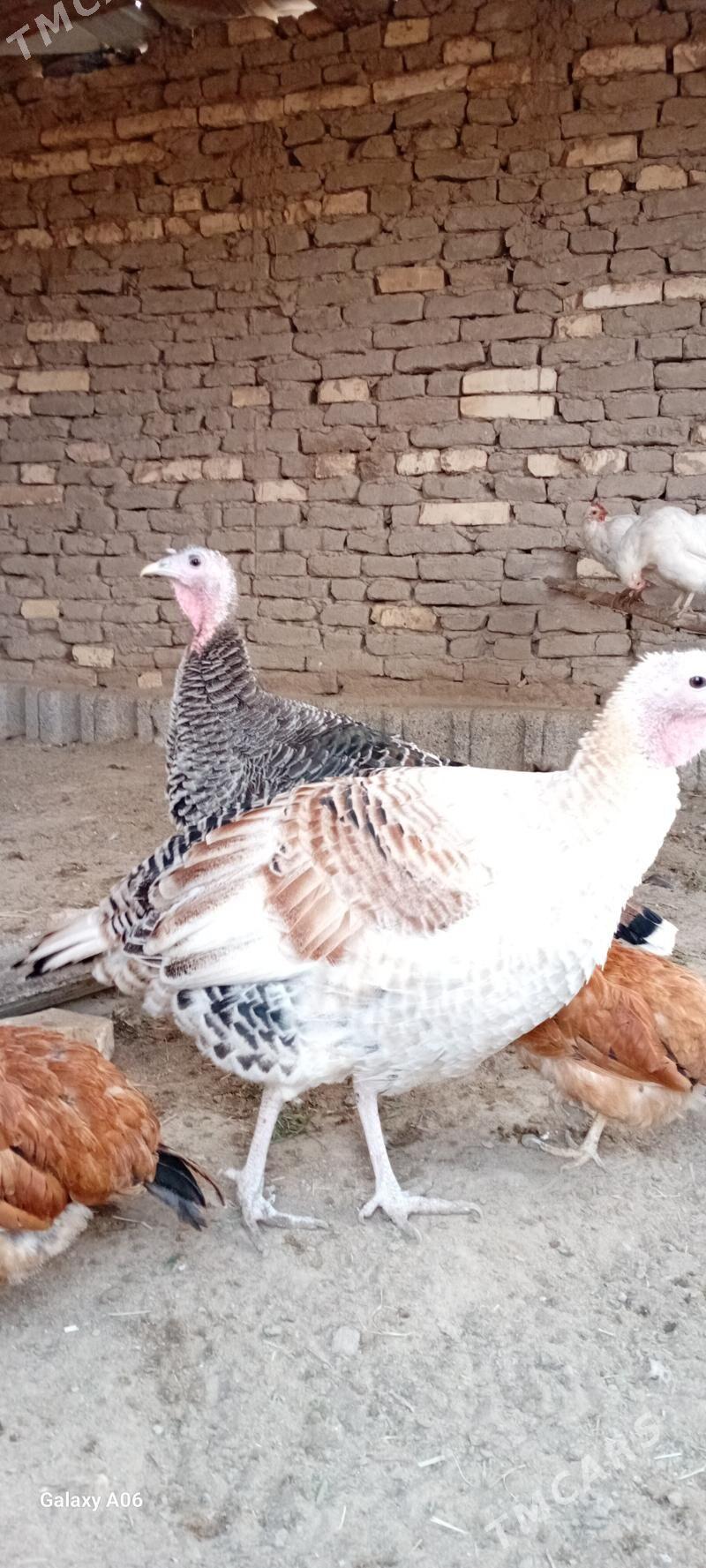 induklar - Мургап - img 4