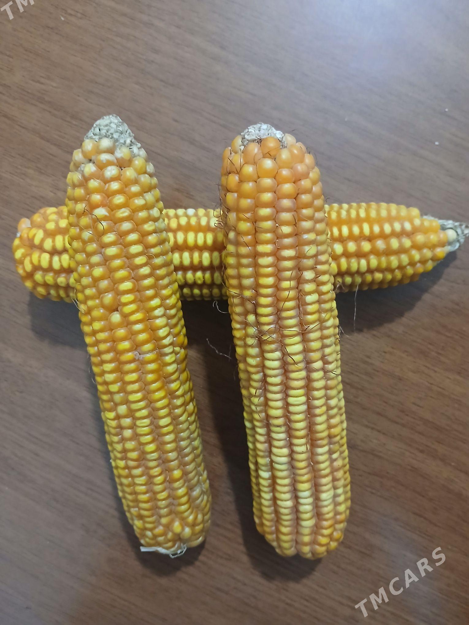 Mekge - Baýramaly - img 1