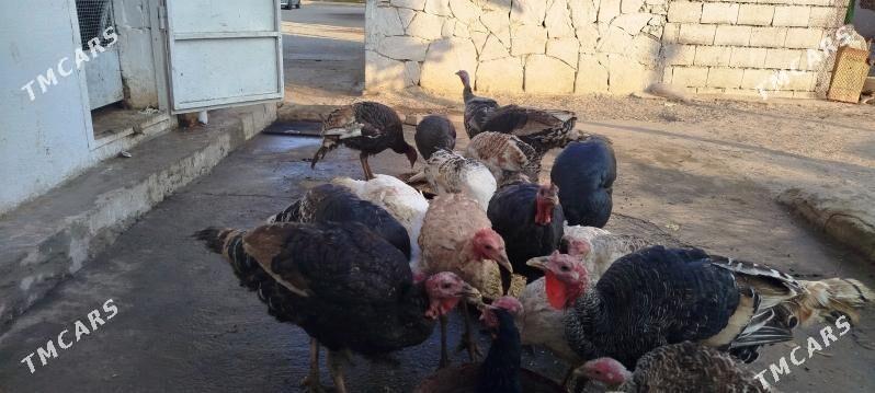 induklar - Gyzylarbat - img 1