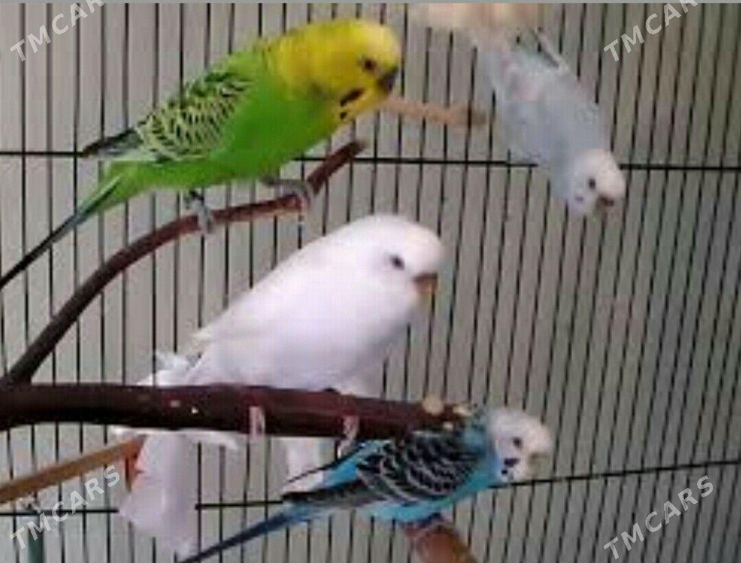 Gus popugay+ kletklar - Ашхабад - img 1