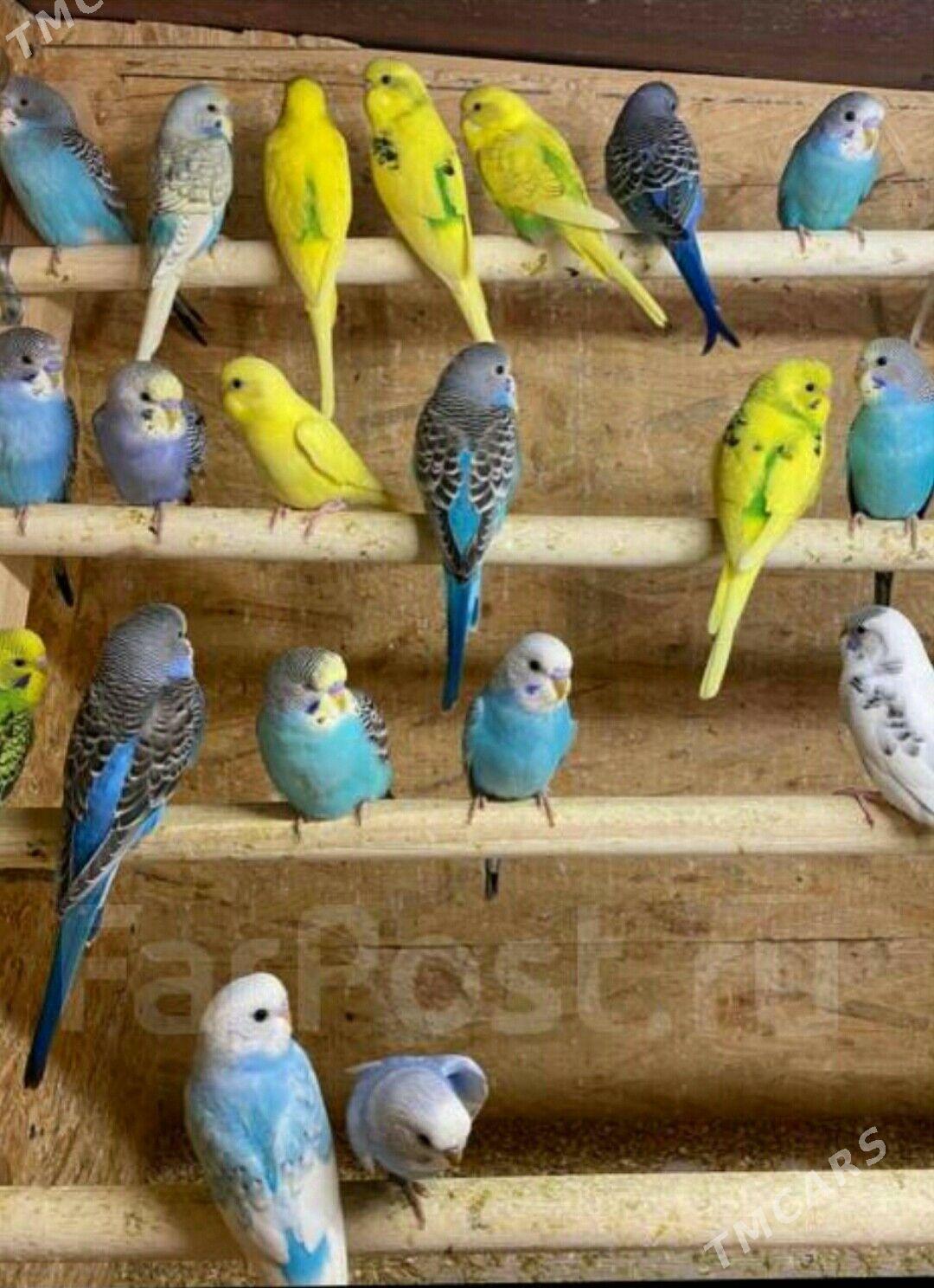 Gus popugay+ kletklar - Ашхабад - img 3