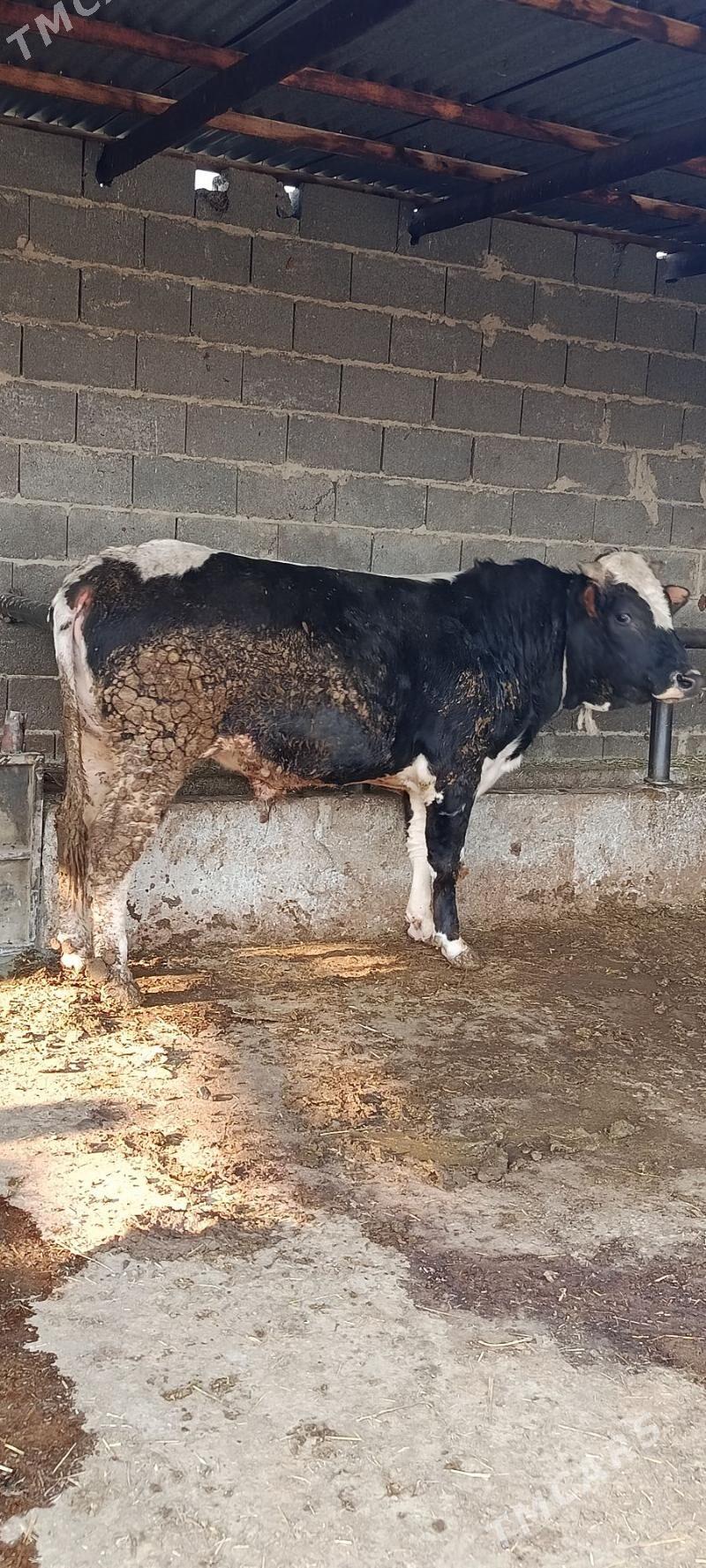 ala okuz - Бахарден - img 2