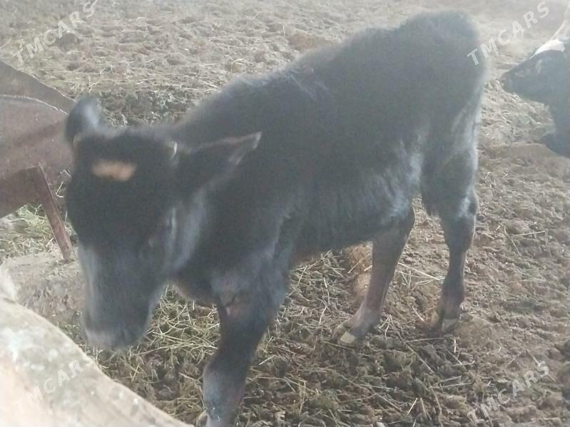 okuzce gibrit - Бахарден - img 1