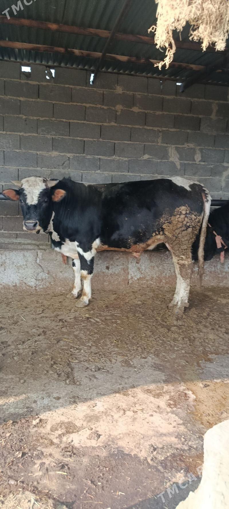 ala okuz - Бахарден - img 1