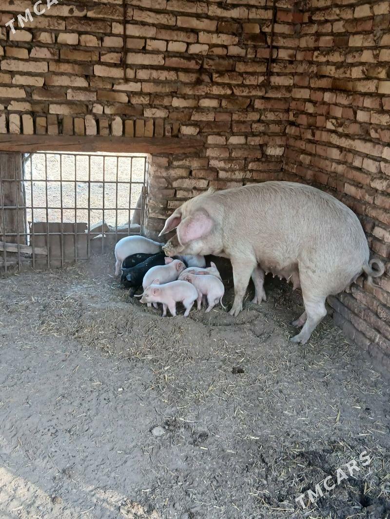 donuz - Çärjew - img 1