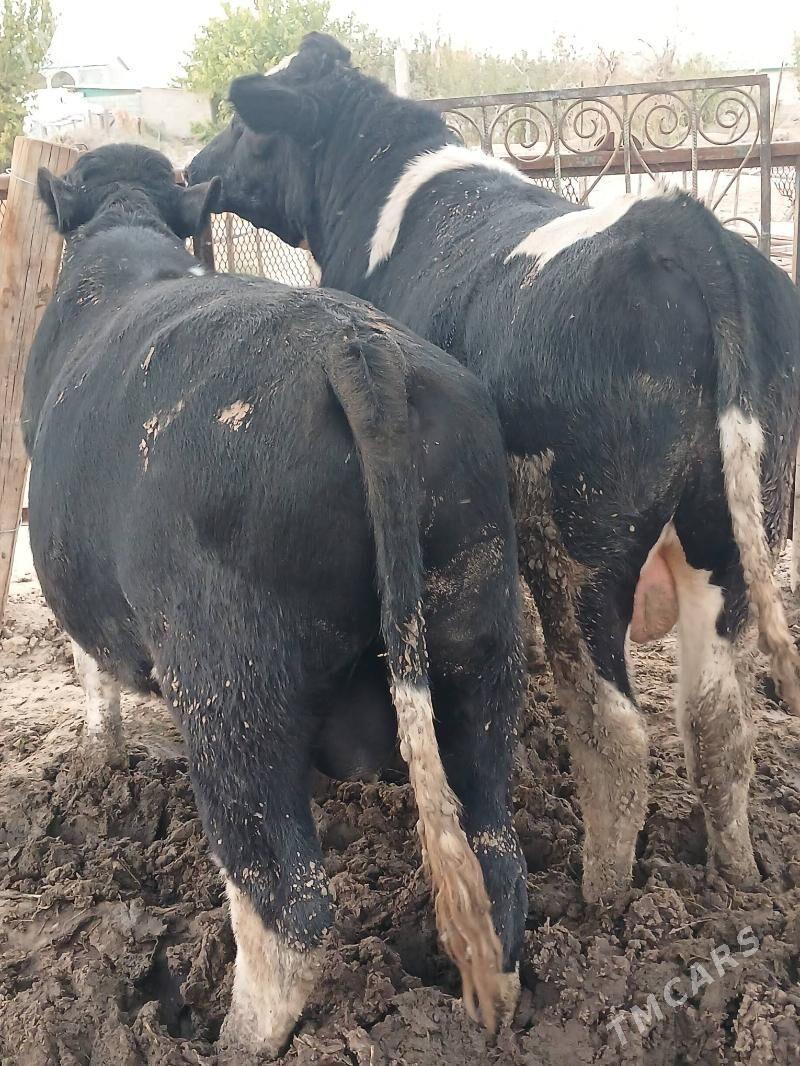 okuz 2sany - Ашхабад - img 4