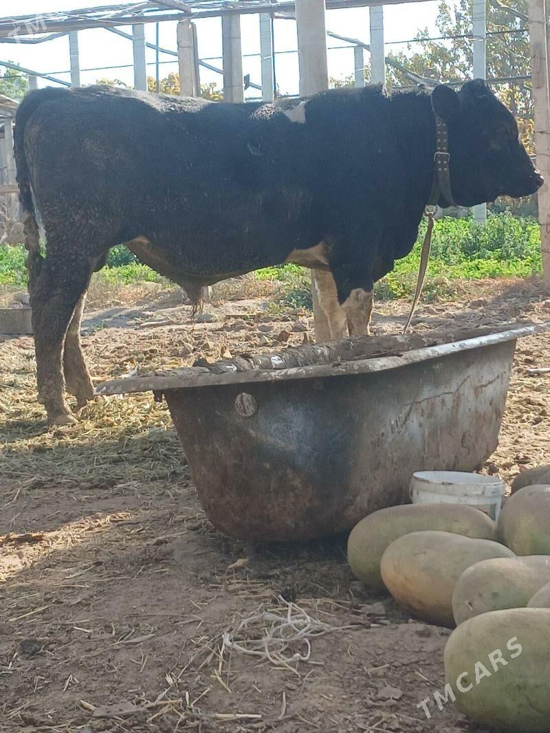 okuz 2sany - Ашхабад - img 2