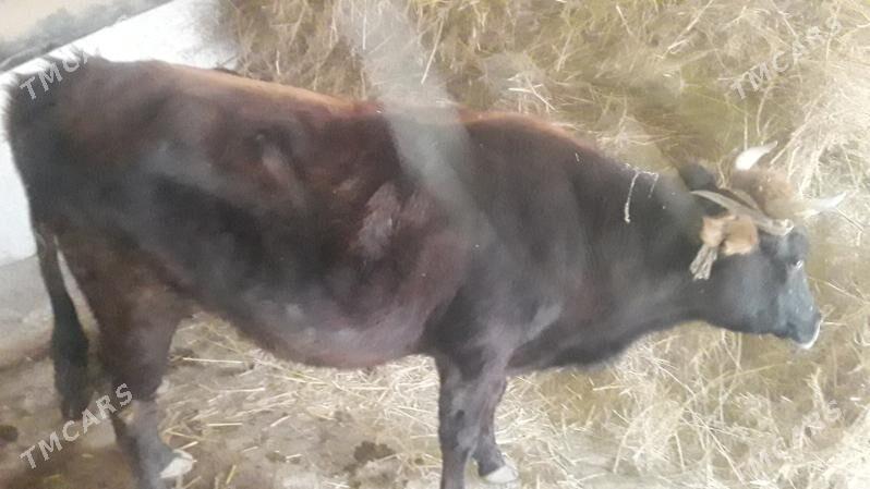 Bakylan Sygyr - Сакарчага - img 3