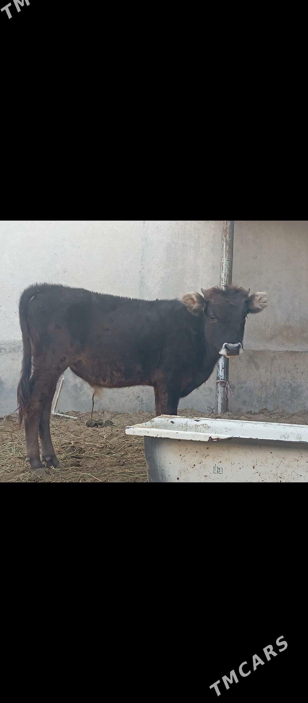 şibes öküz - Büzmeýin - img 4