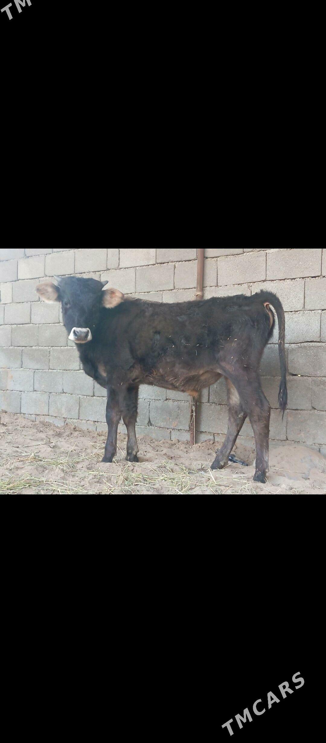 şibes öküz - Büzmeýin - img 2