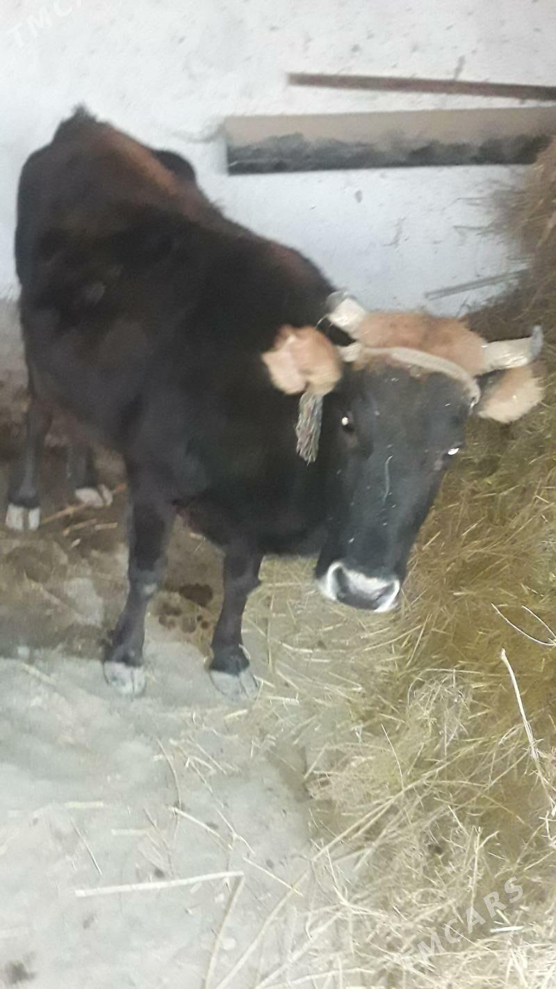 Bakylan Sygyr - Сакарчага - img 1