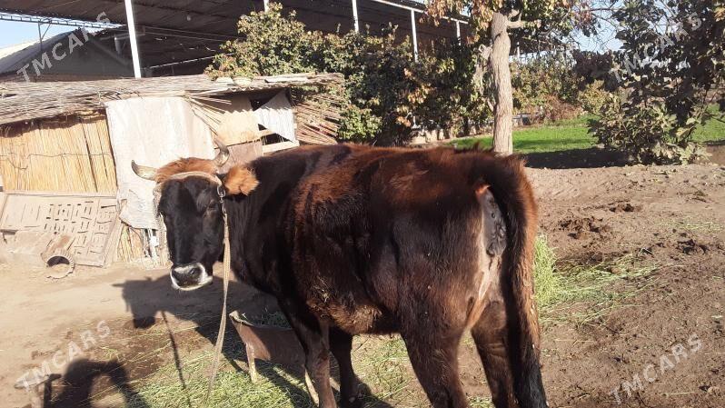 Bakylan Sygyr - Сакарчага - img 4