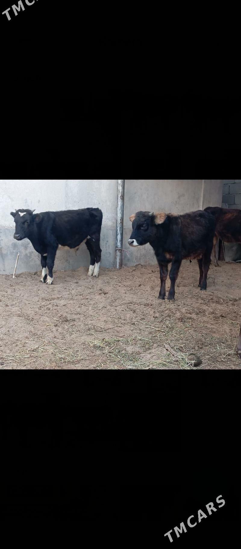 şibes öküz - Büzmeýin - img 3