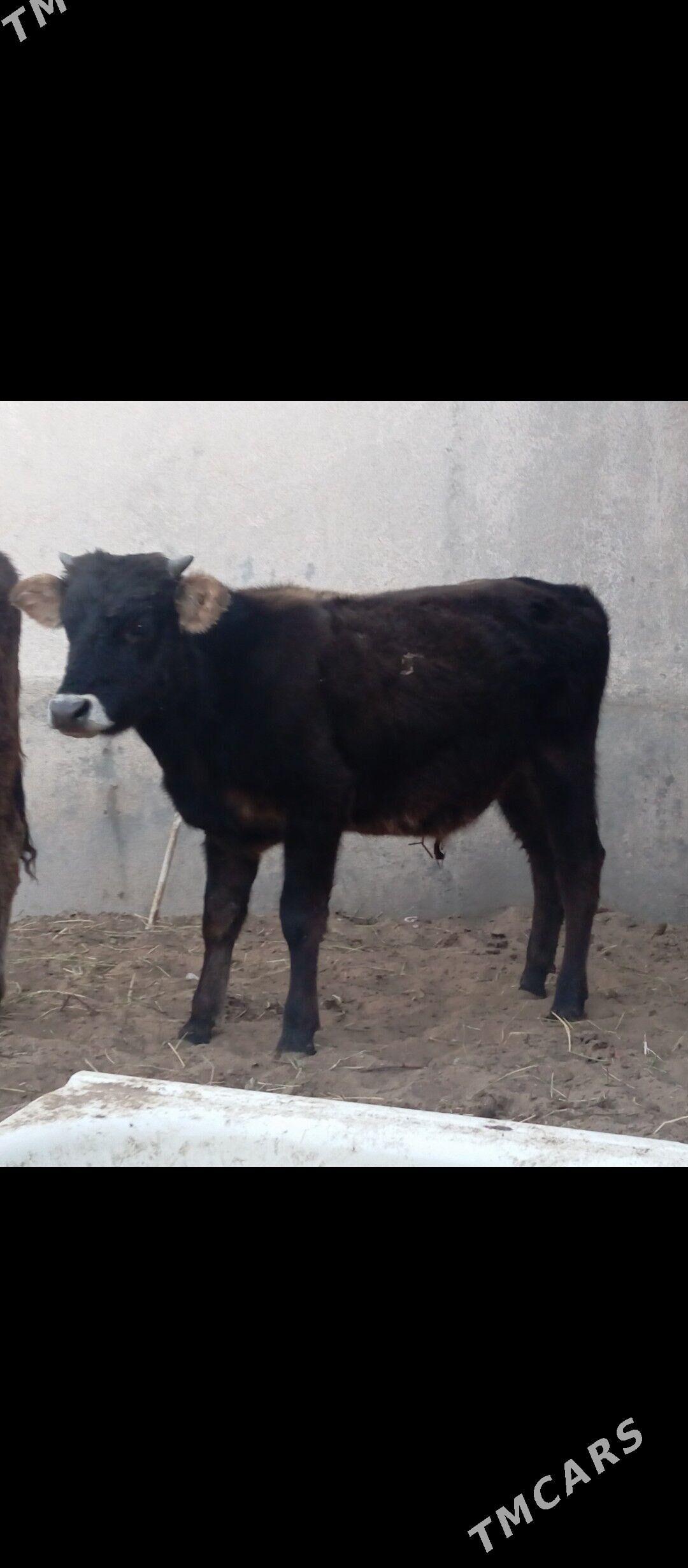 şibes öküz - Бузмеин - img 1