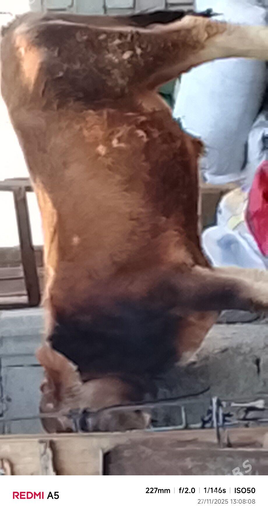 ökiz - Бузмеин - img 3