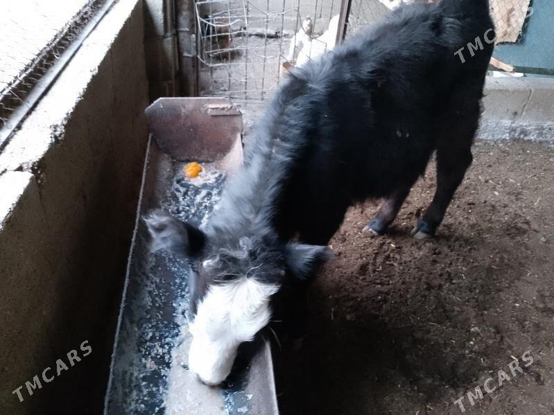 ÖKÜZLER - Балканабат - img 2