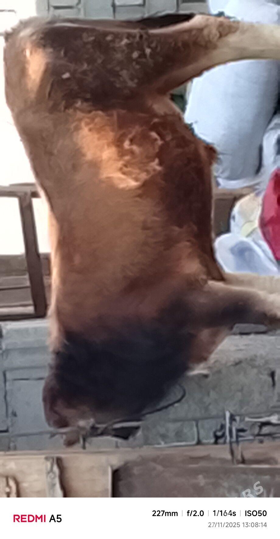 ökiz - Бузмеин - img 2