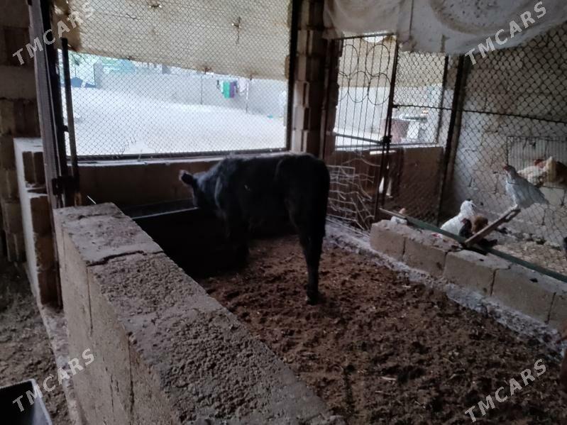 ÖKÜZLER - Балканабат - img 1