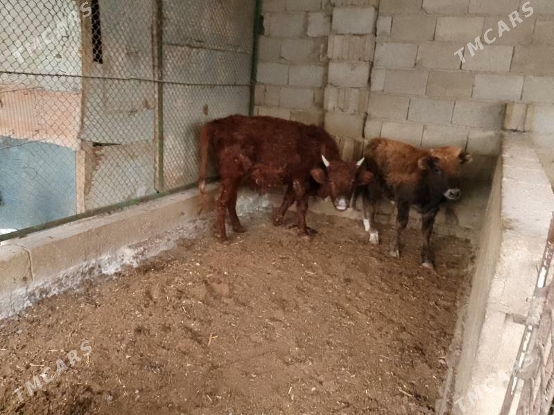 ÖKÜZLER - Балканабат - img 3