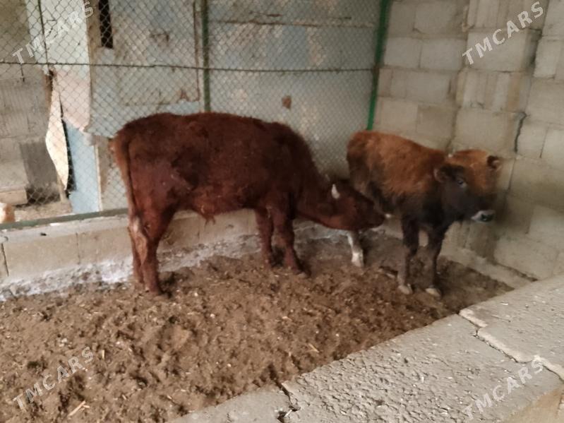 ÖKÜZLER - Балканабат - img 4