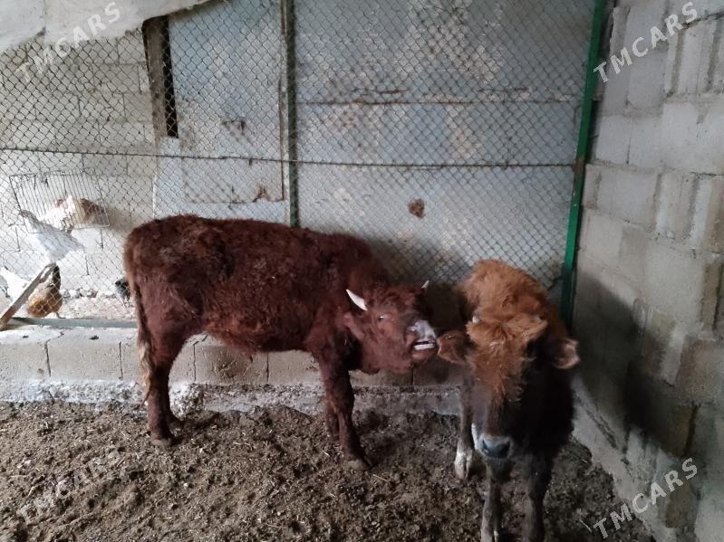 ÖKÜZLER - Балканабат - img 5