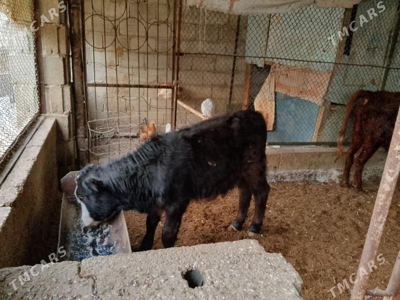 ÖKÜZLER - Балканабат - img 6