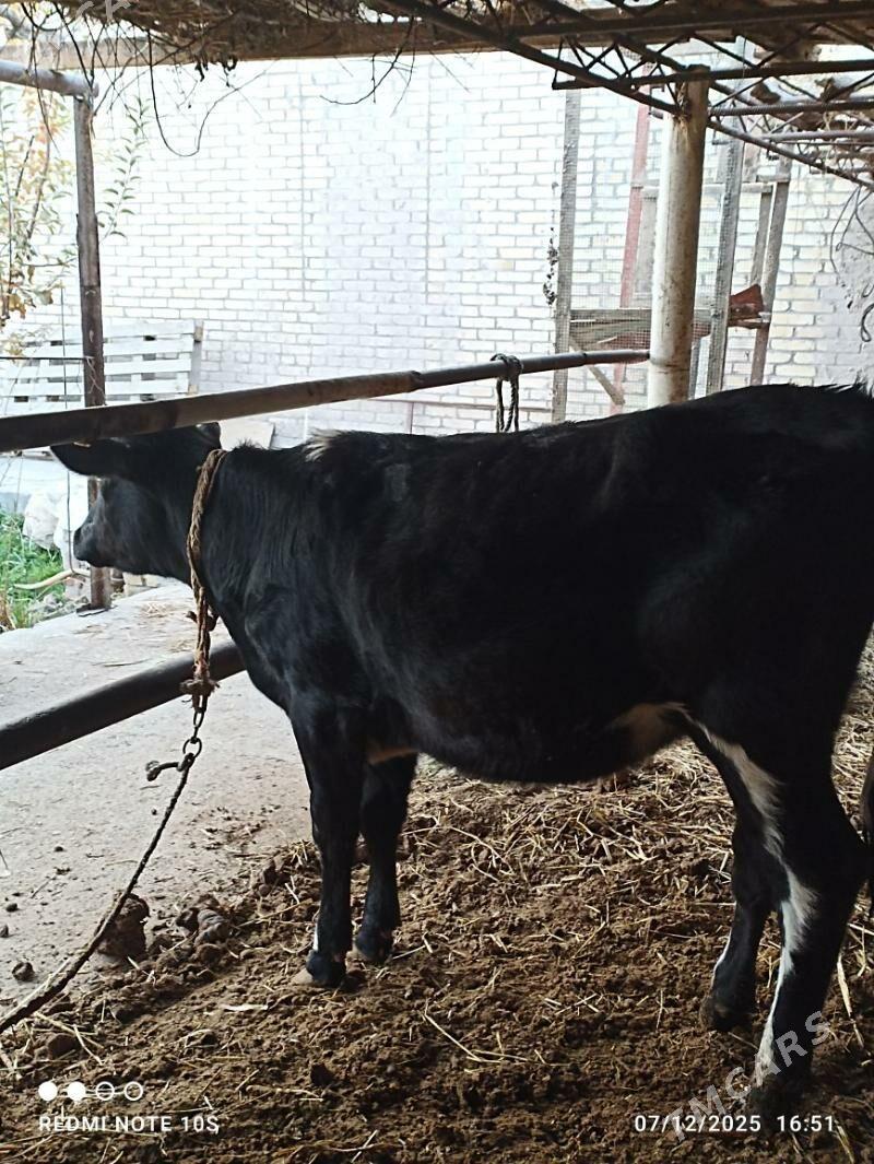 gunajin simentel buru gariş - Туркменабат - img 1